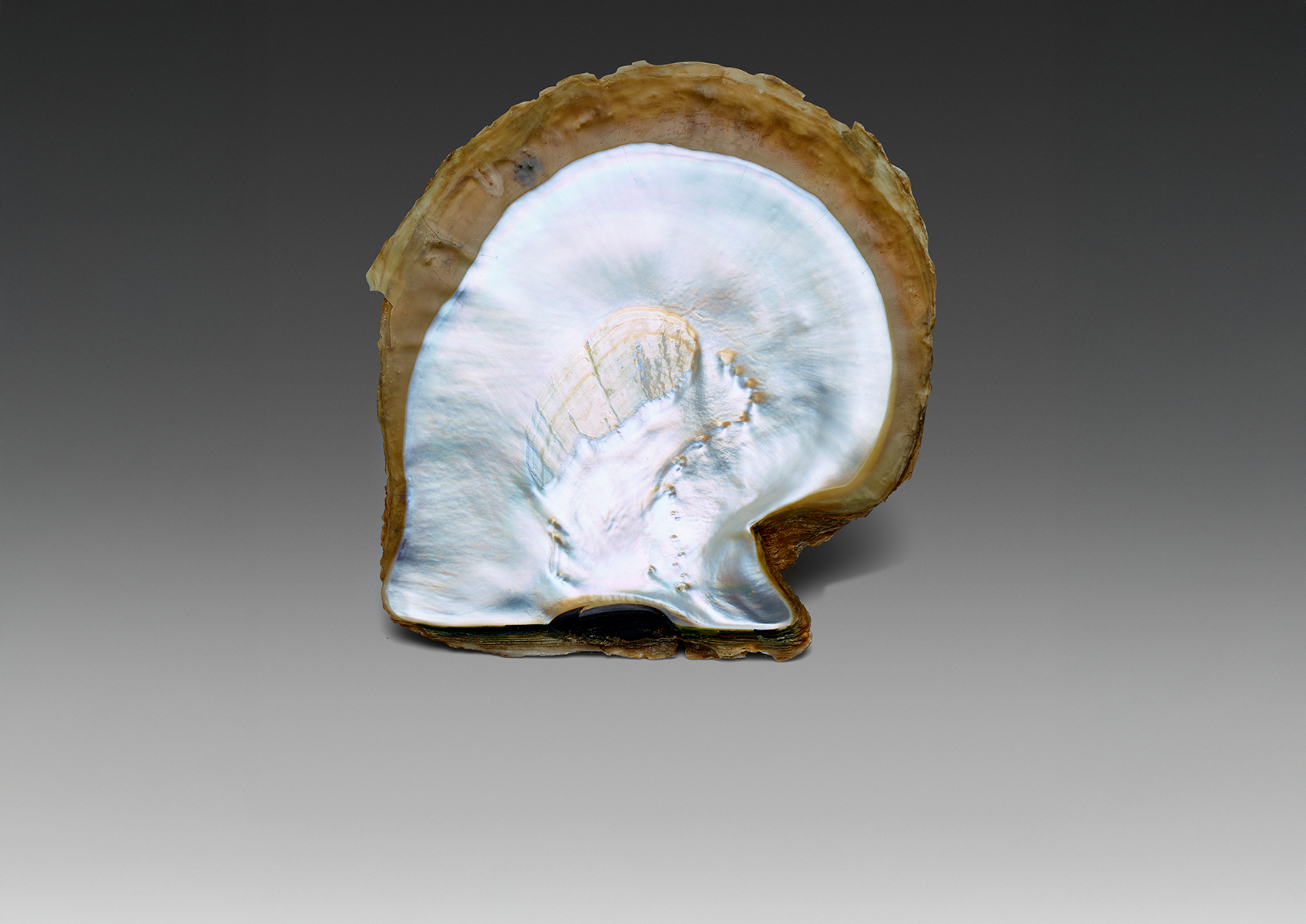 Mop Wide Promo Tile Shell4