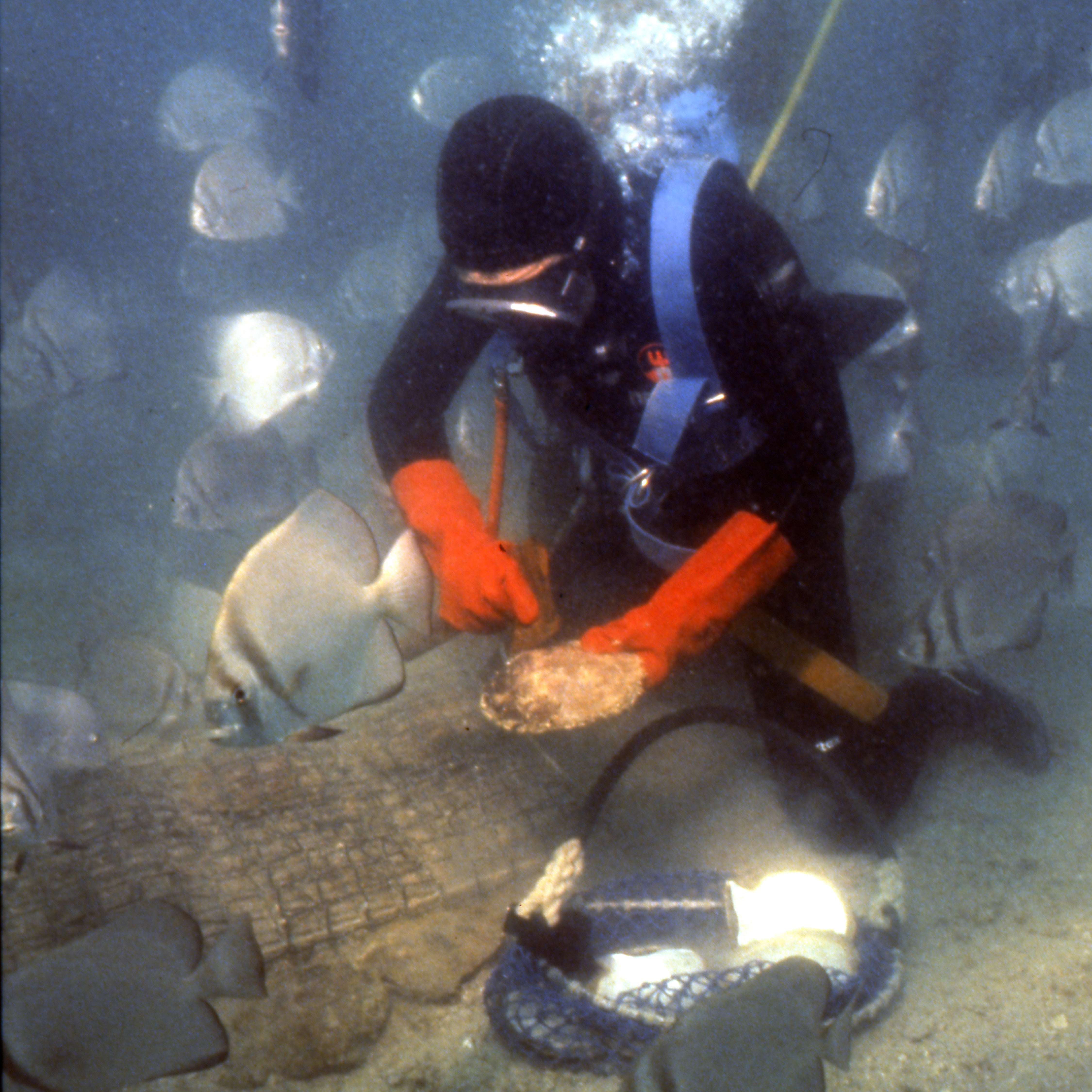 Paspaley 90 Years Heritage Campaign honouring 90 years of working in harmony with nature to create pearls.